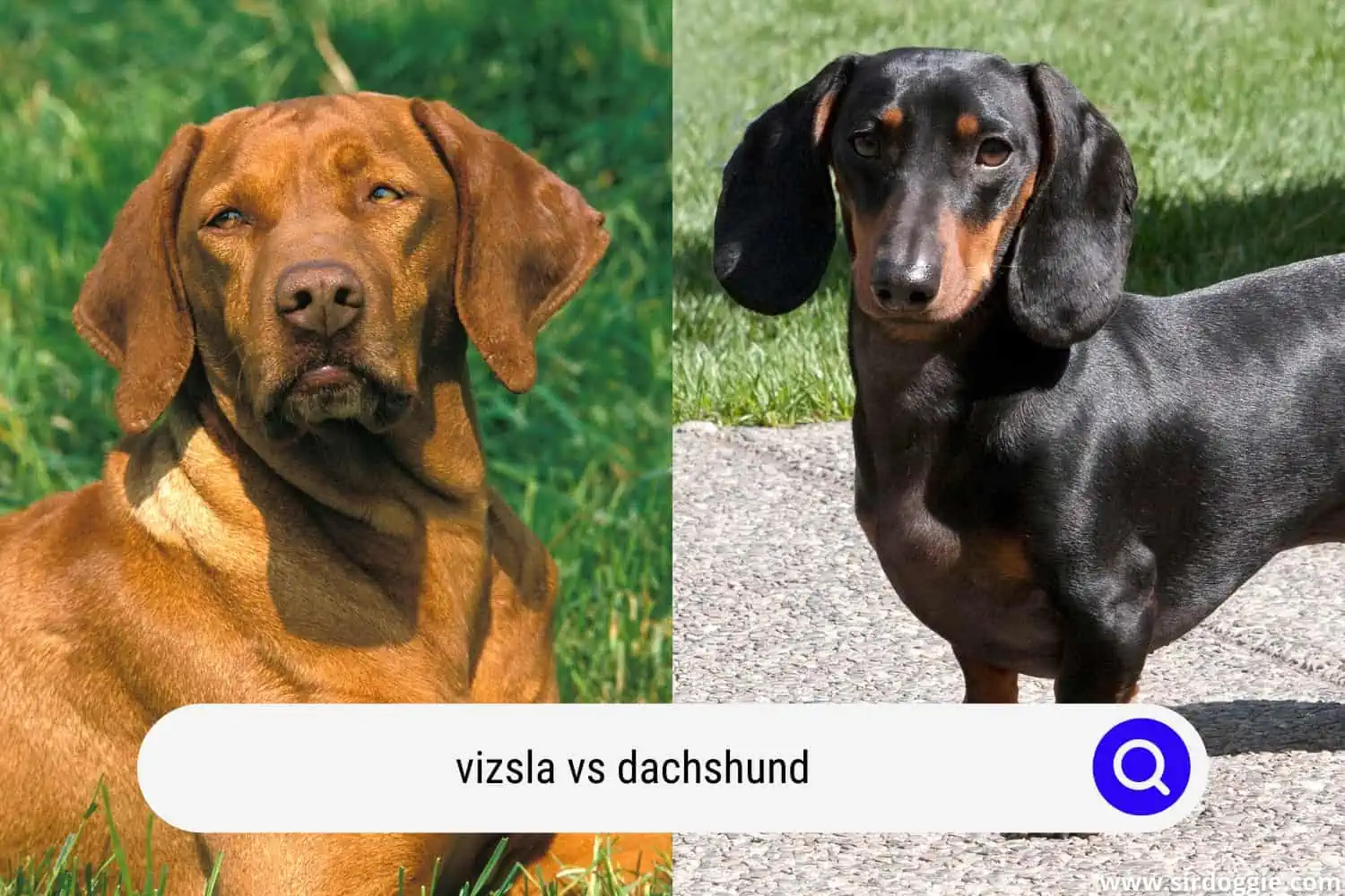 vizsla vs dachshund
