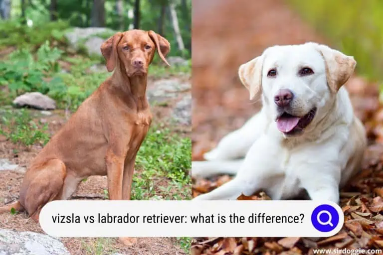 Vizsla vs Labrador Retriever: What Is The Difference?