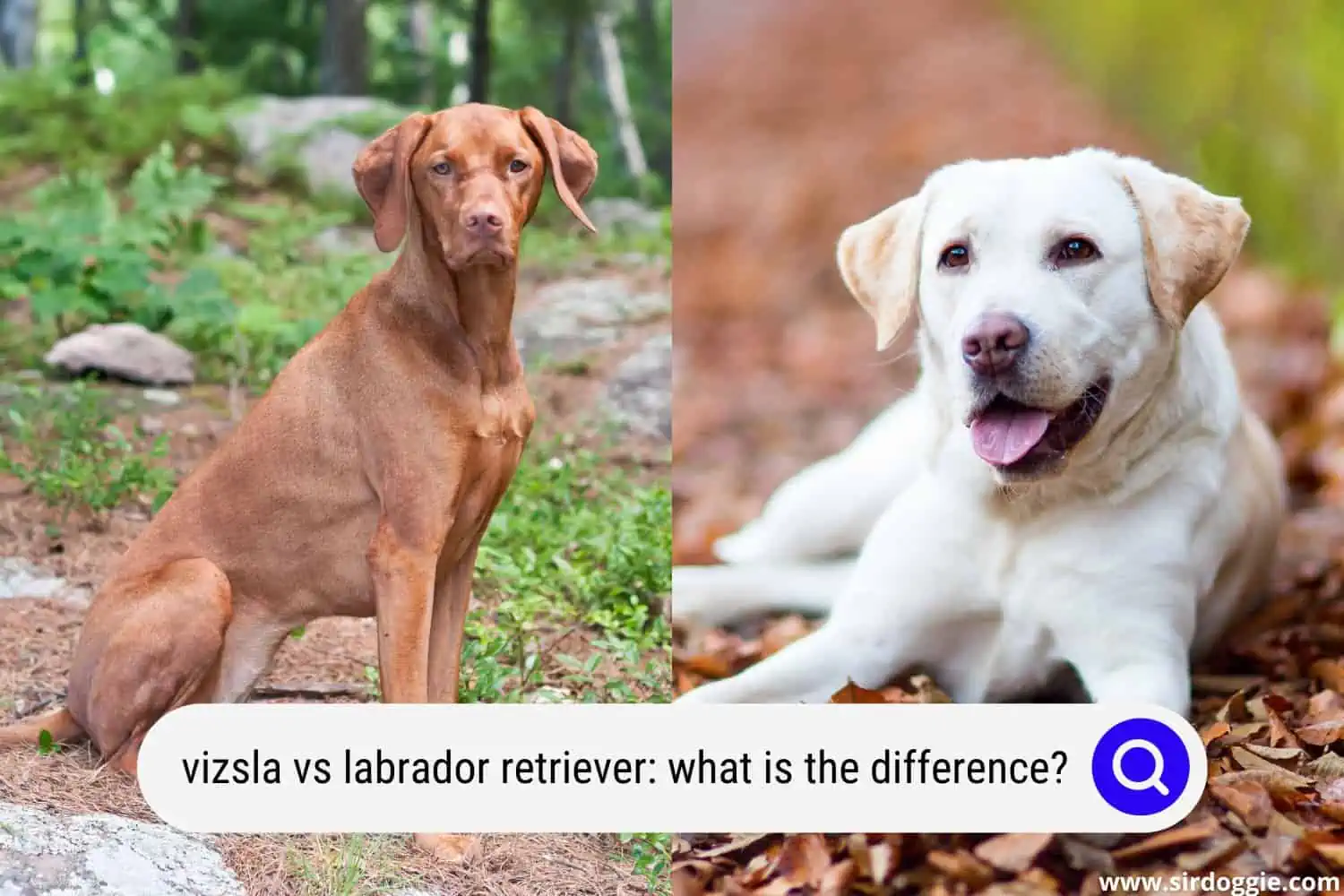 vizsla vs labrador retriever