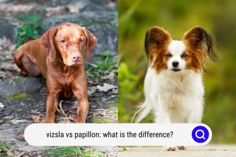 Vizsla vs Papillon: What Is The Difference?