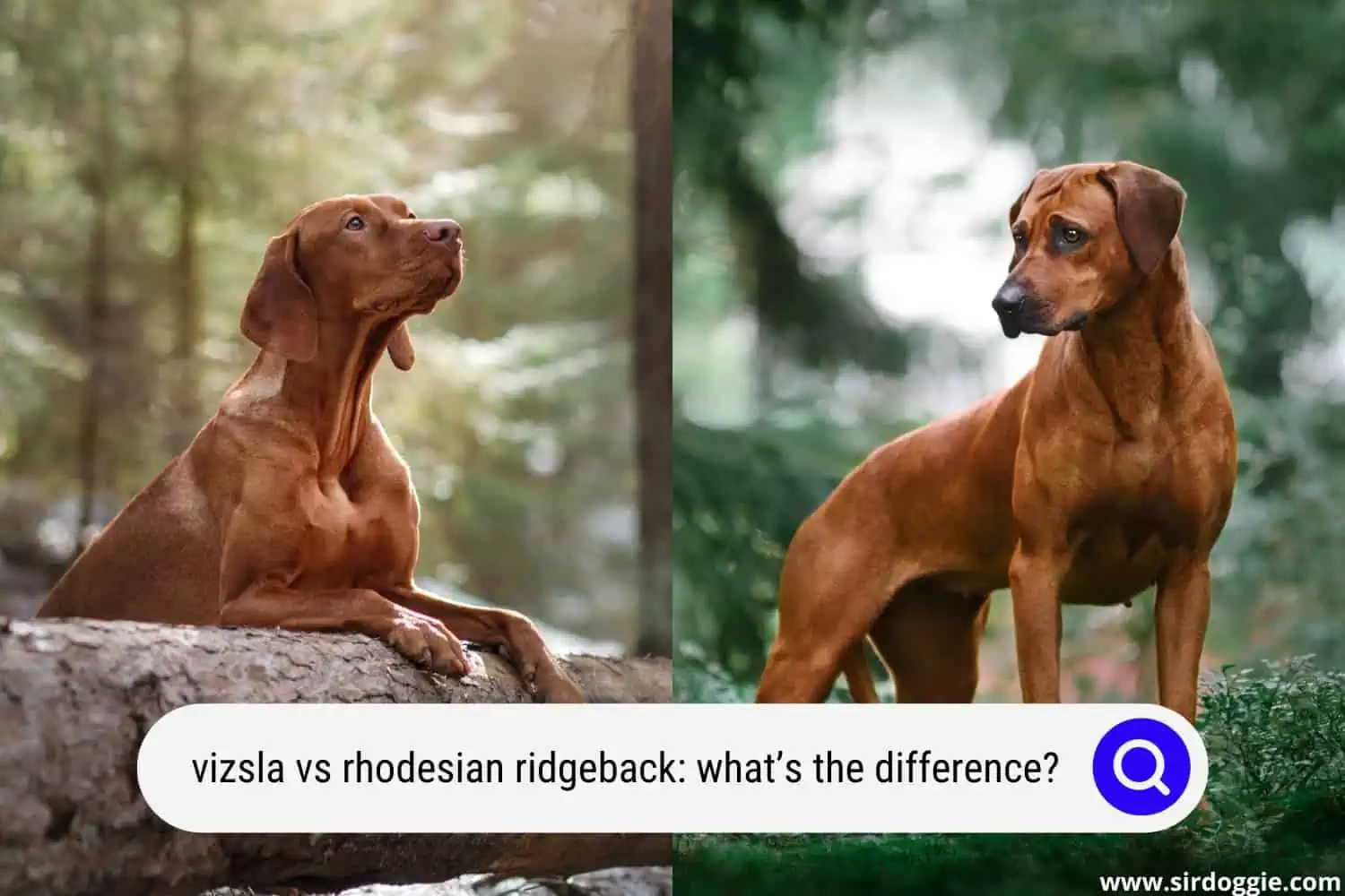 vizsla vs rhodesian ridgeback