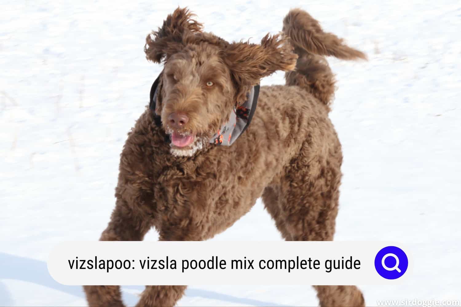 Slapoo Vizslapoo: Vizsla Poodle Mix A Complete Guide - SirDoggie.com