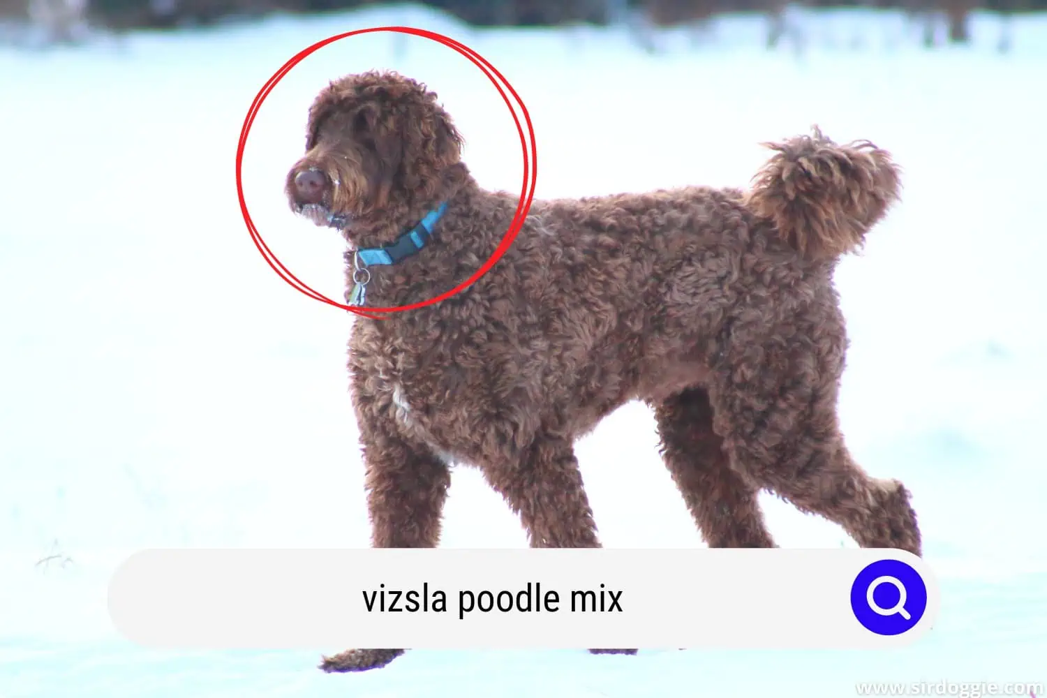 vizsla poodle mix