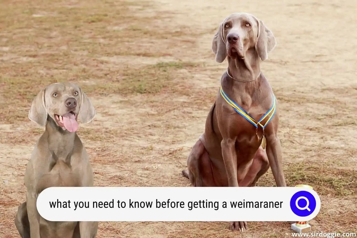 what do you need to know before getting a weimaraner