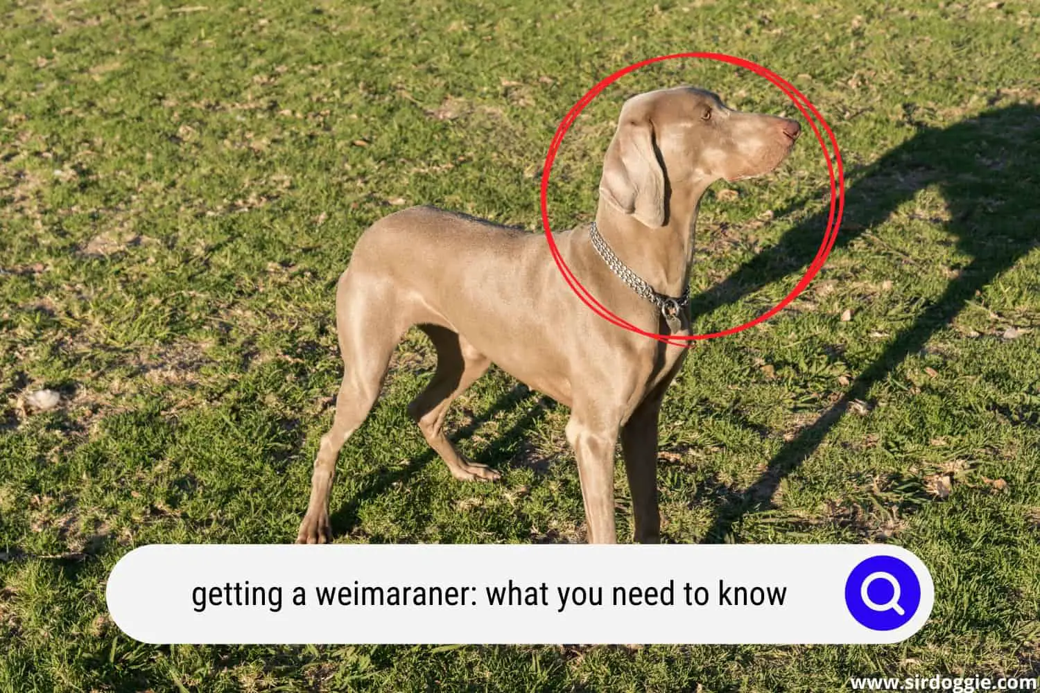 Weimaraner dog standing in the field