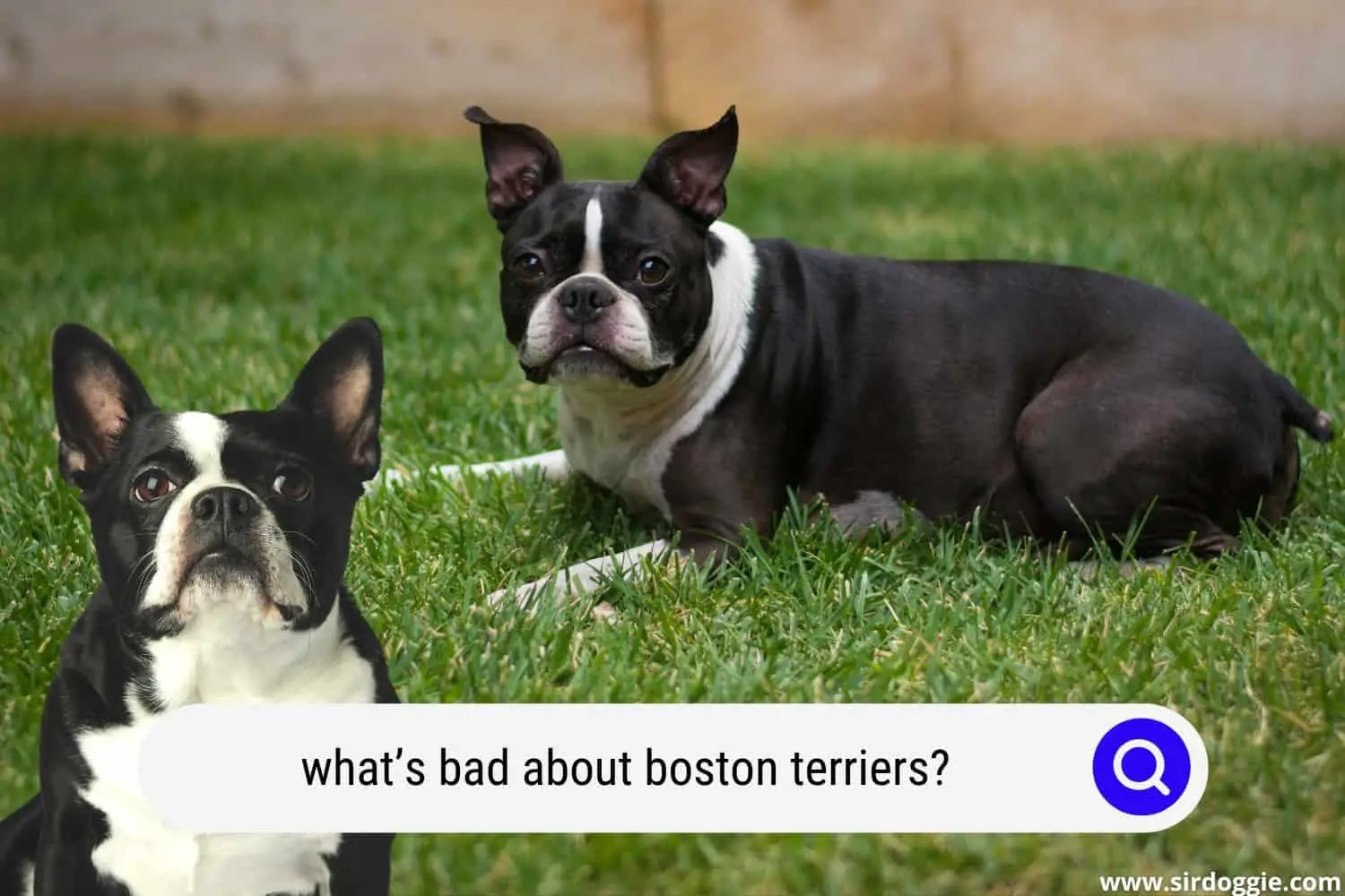whats bad about boston terriers