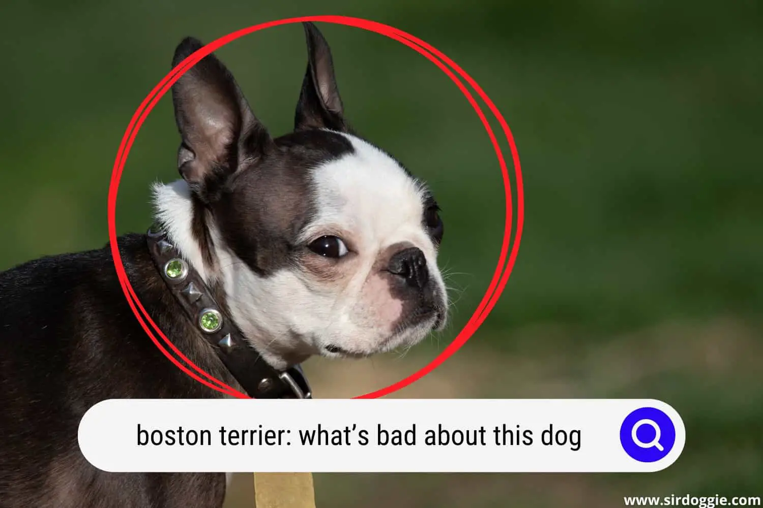 Boston Terrier dog