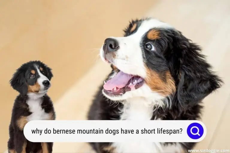 Why Do Bernese Mountain Dogs Have a Short lifespan?