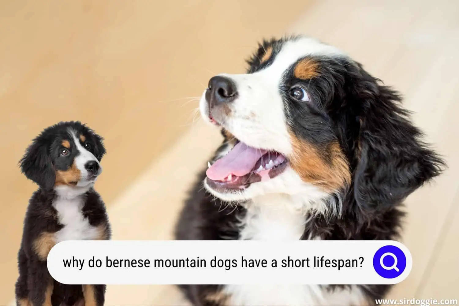 why do bernese mountain dogs have a short lifespan