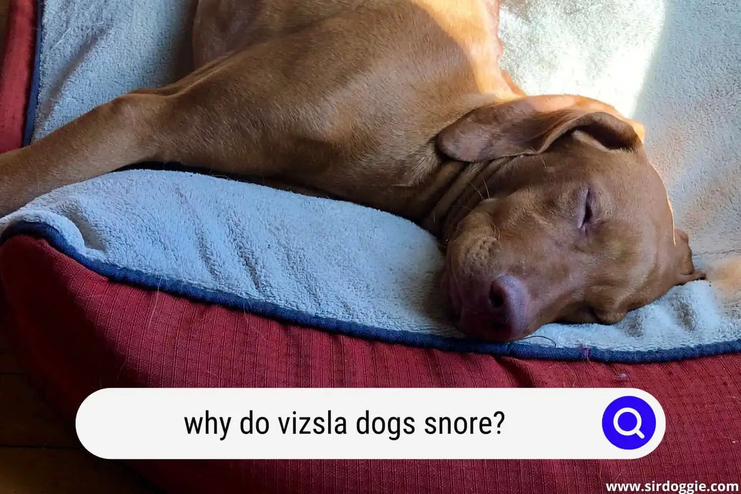 why do vizsla dogs snore