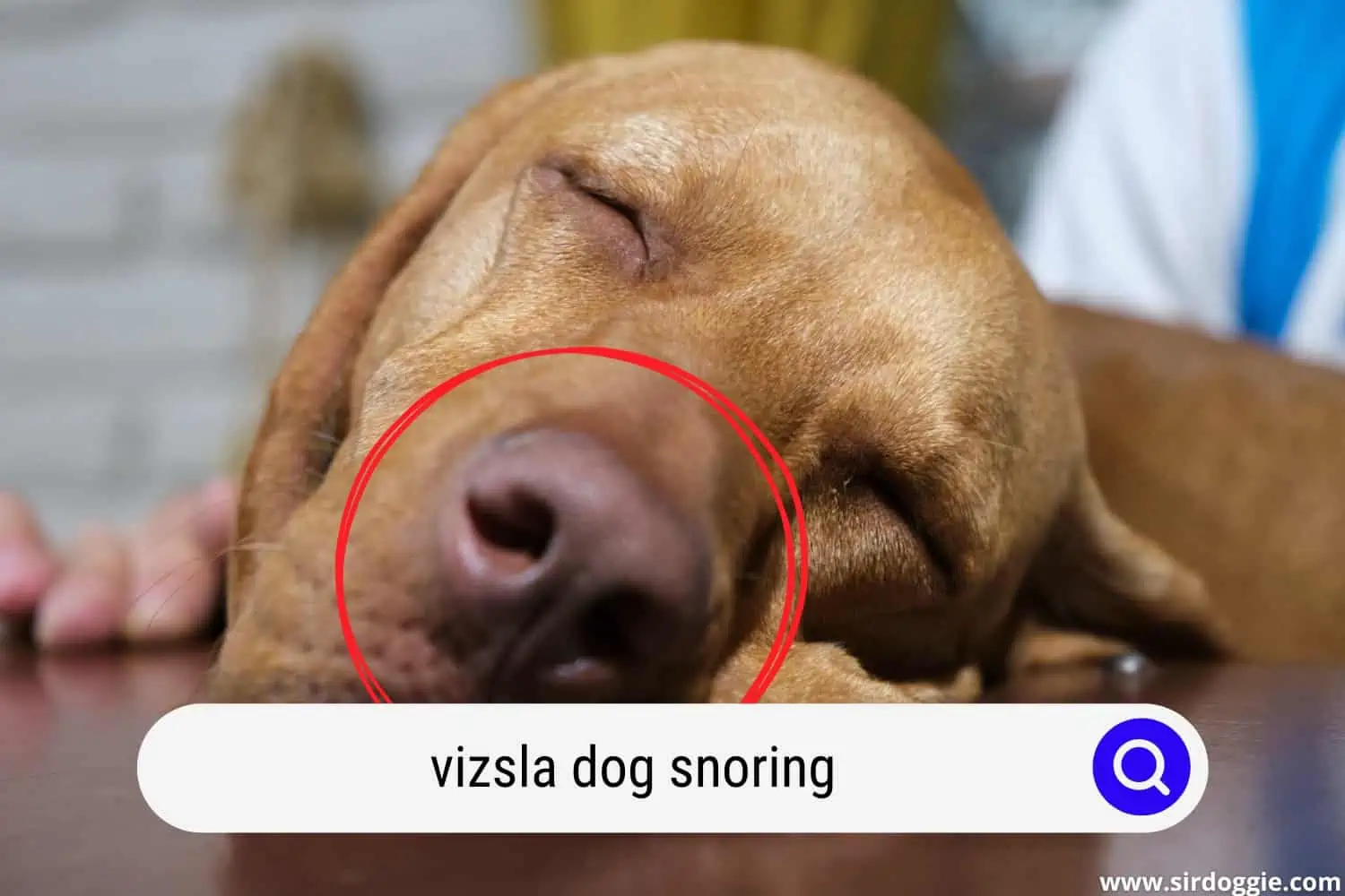 Vizsla dog snoring while on sleep