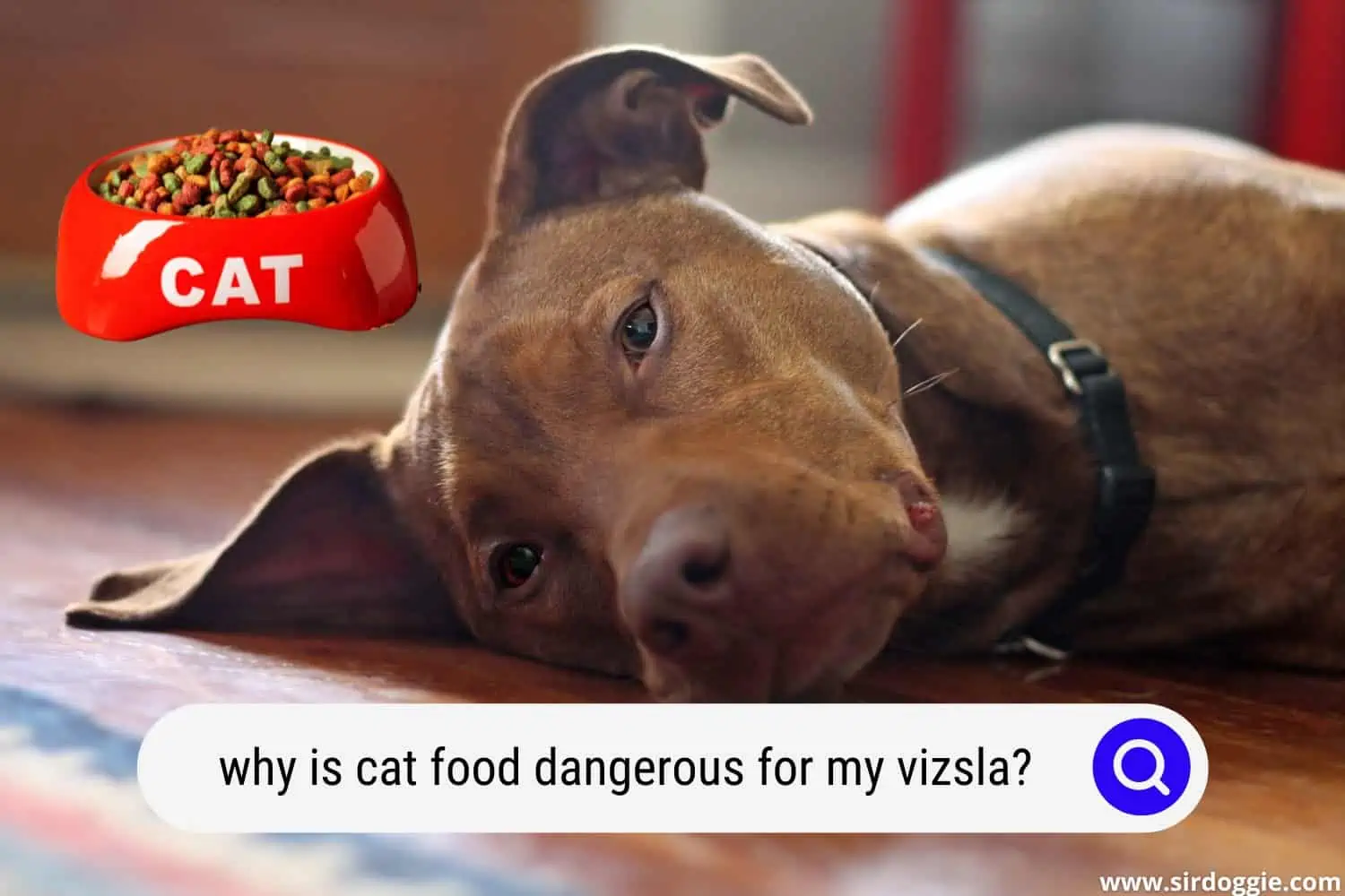 why is cat food dangerous for my vizsla