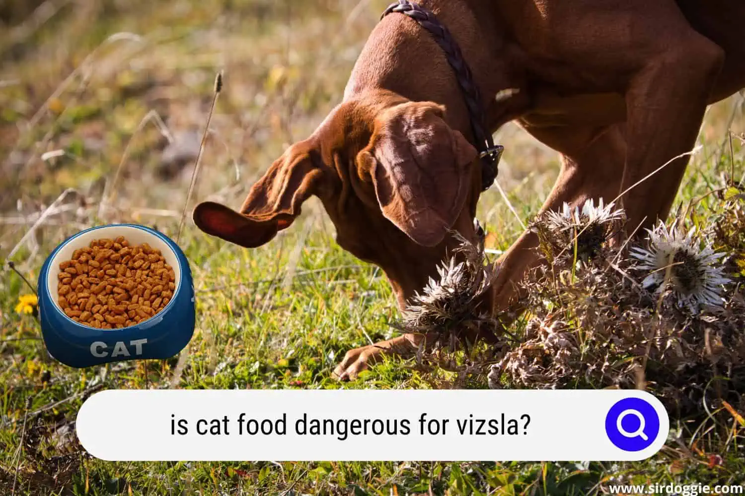 Cat food in a bowl and a Vizsla dog