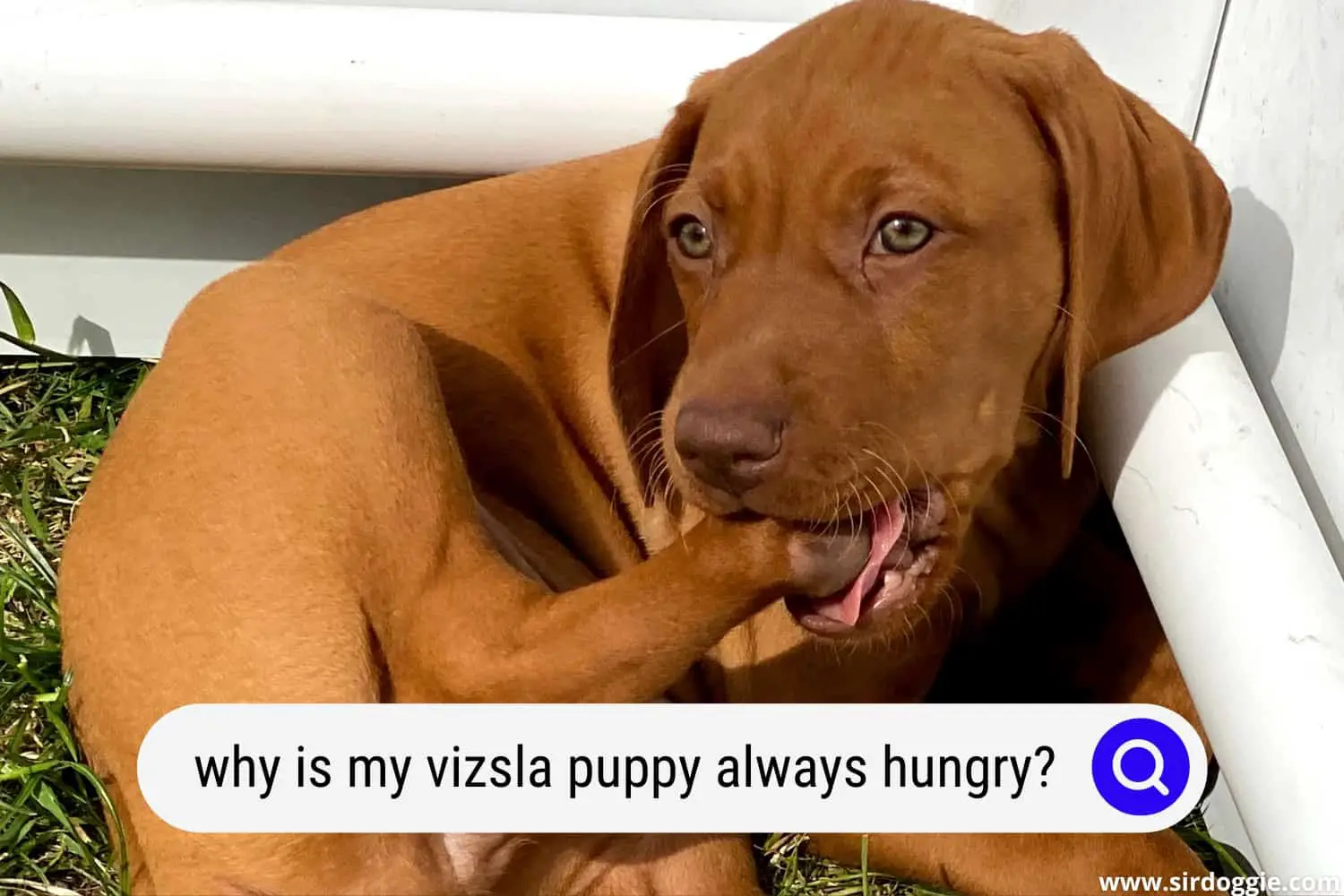 why is my vizsla puppy always hungry