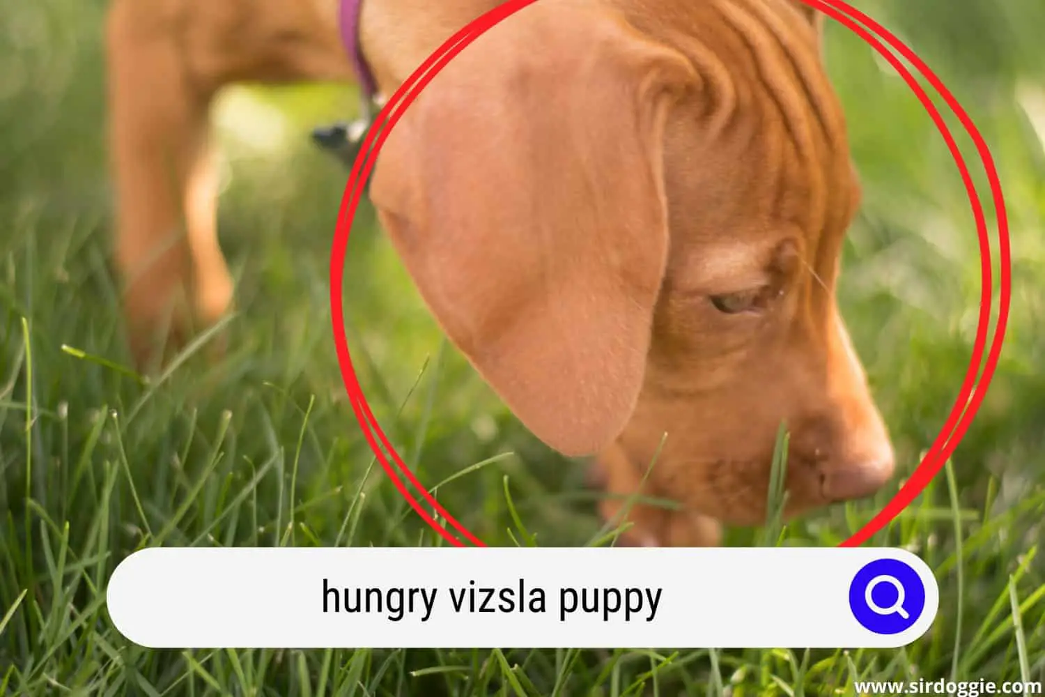 Hungry Vizsla puppy looking for food