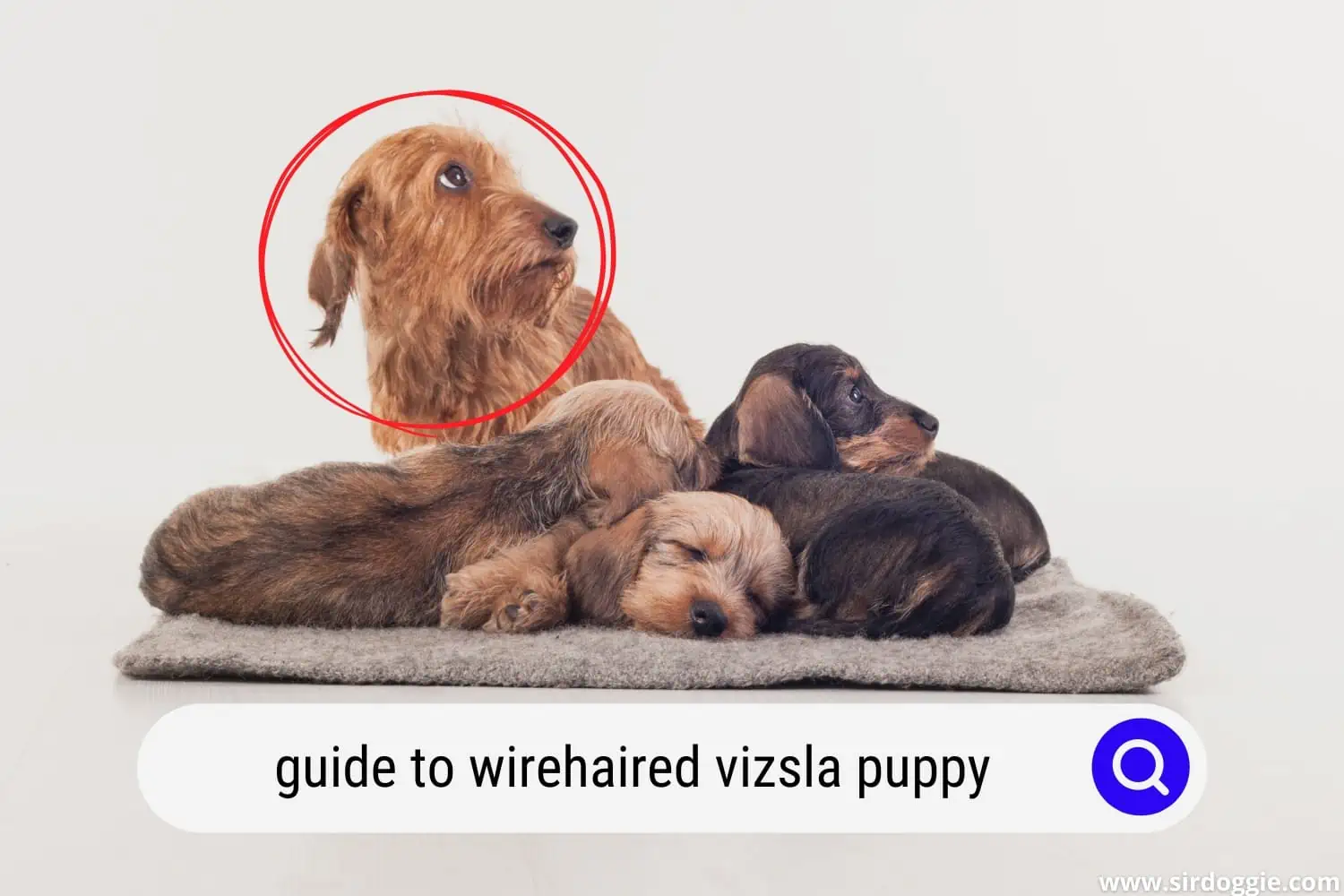 Wirehaired Vizsla puppy