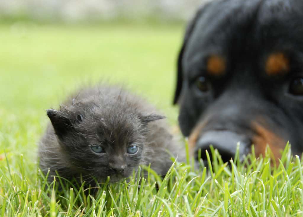 Rottweilers being good with a cat on the grass, but staring at it closely.