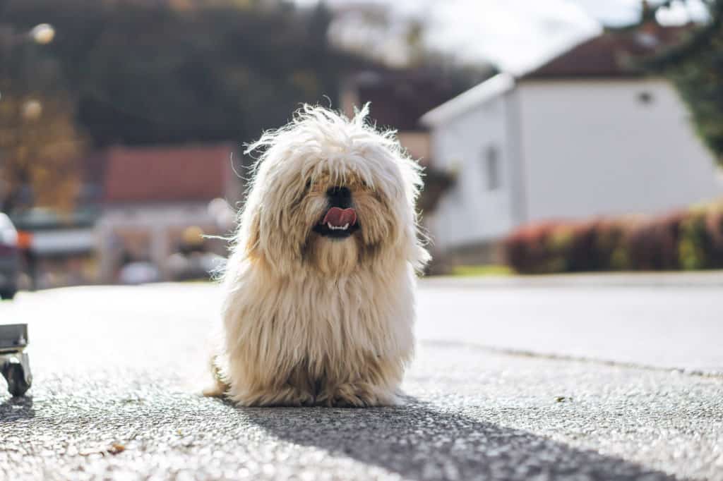 Korean dog standing in road with lots of hair covering its eyes