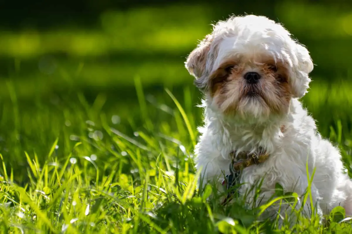 Shih Tzu sitting in grass with plenty of room on left side to place text or design elements.