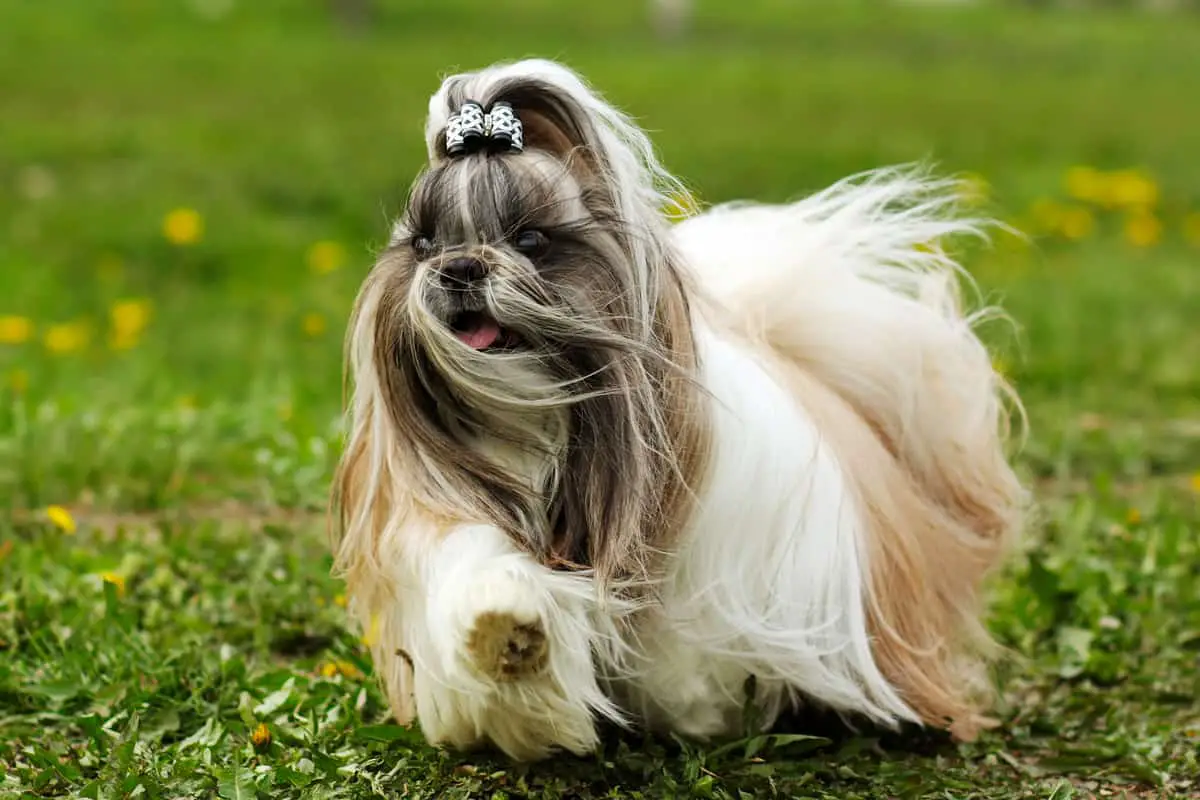 Shih Tzu decorative dog runs in the summer on the grass, hair flying in the wind