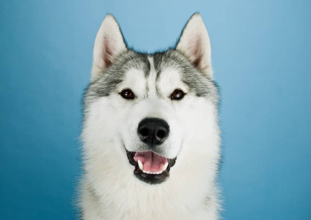 Husky dog in studio on a blue background