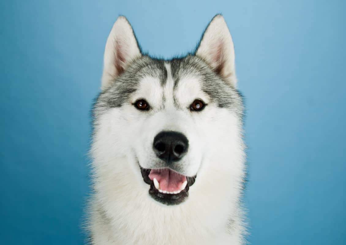 Growing Husky dog in studio on a blue background