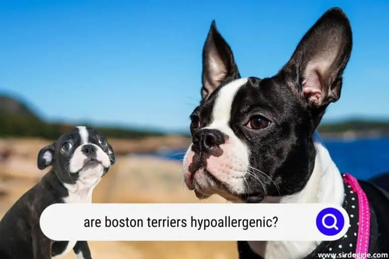 Are Boston Terriers Hypoallergenic? Find Out Here!
