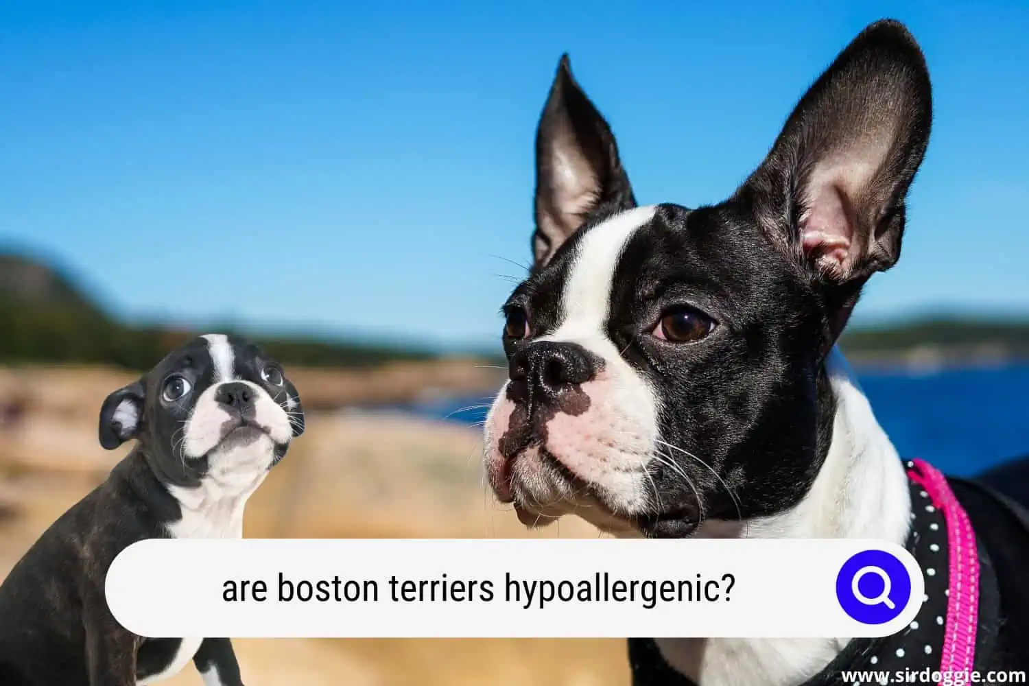 are boston terriers hypoallergenic