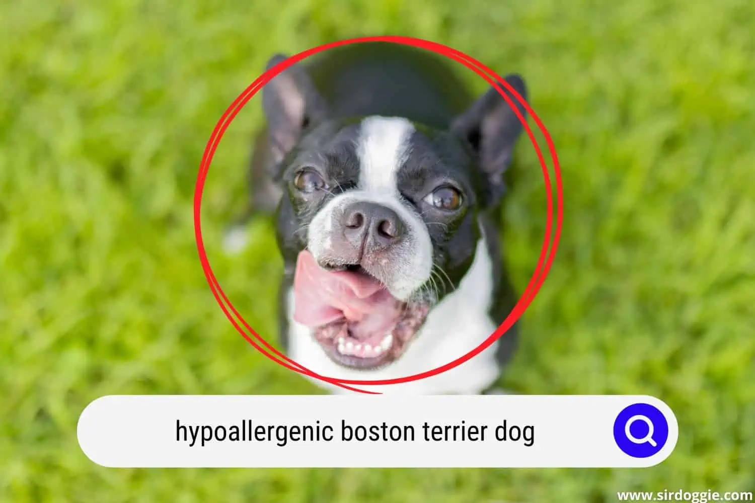 hypoallergenic boston terrier dog