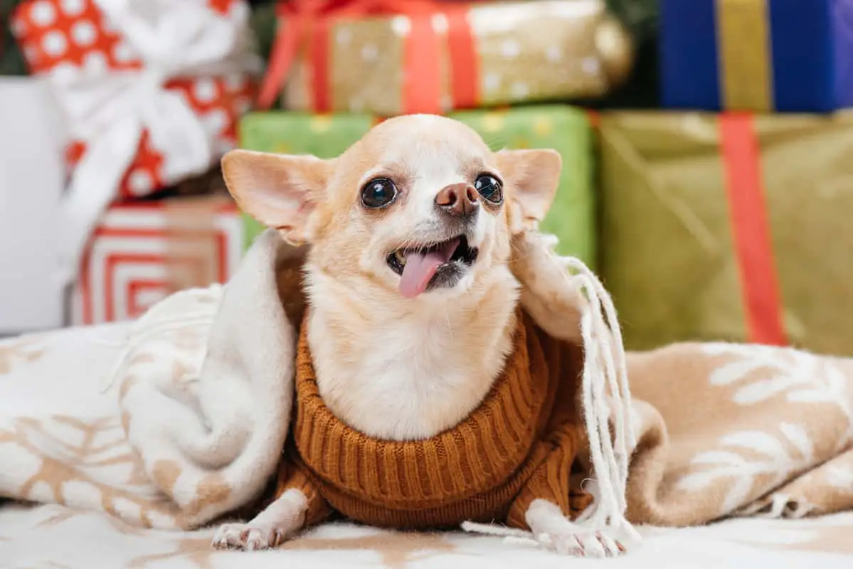 Chihuahua sticking out tongue not looking smart