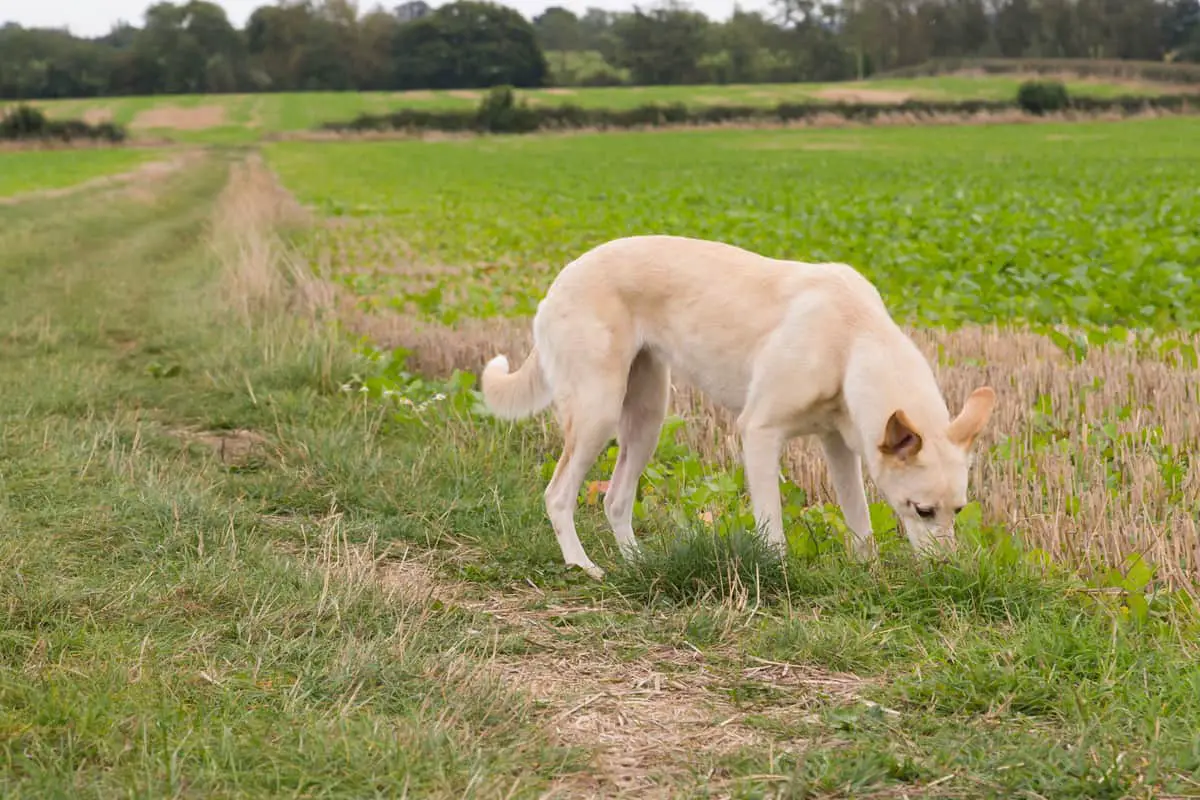 Lurcher dog in field sniffing grass