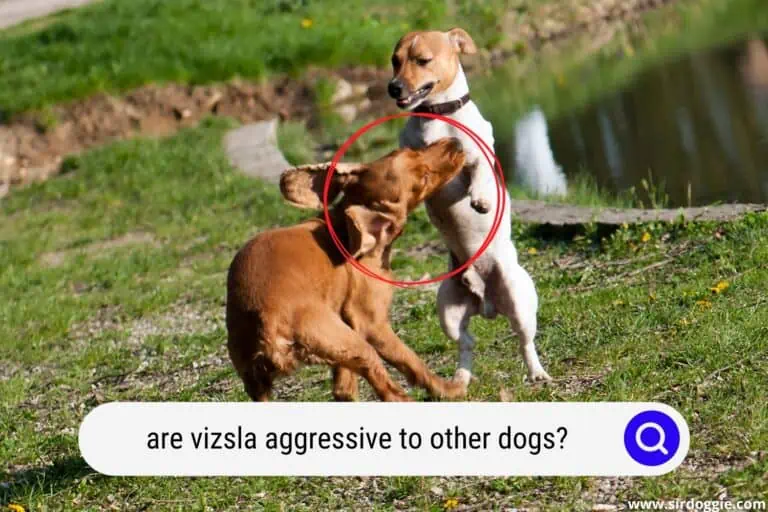 Are Vizsla Aggressive to Other Dogs?