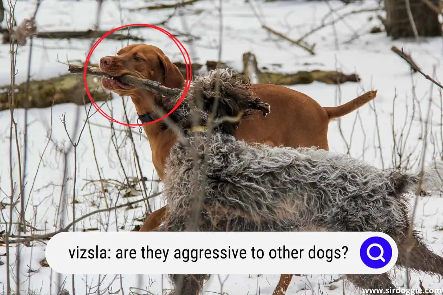Vizsla and other dog having stick fight