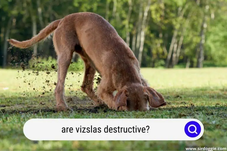 Are Vizslas Destructive?