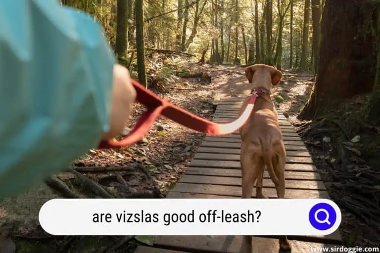 Are Vizslas Good Off-Leash?