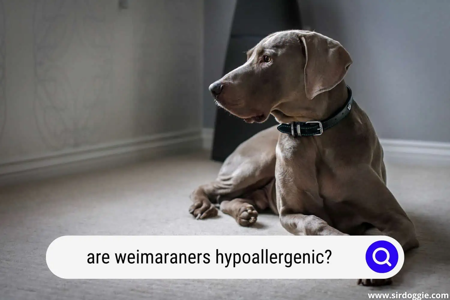 are weimaraners hypoallergenic