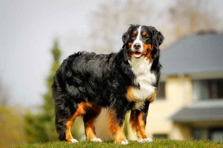 Best Clippers for Bernese Mountain Dog