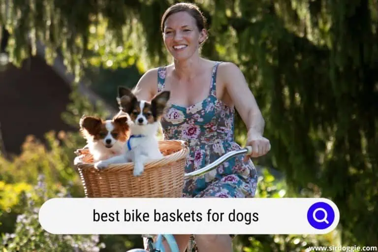 Best Bike Baskets for Dogs (2024 Update)