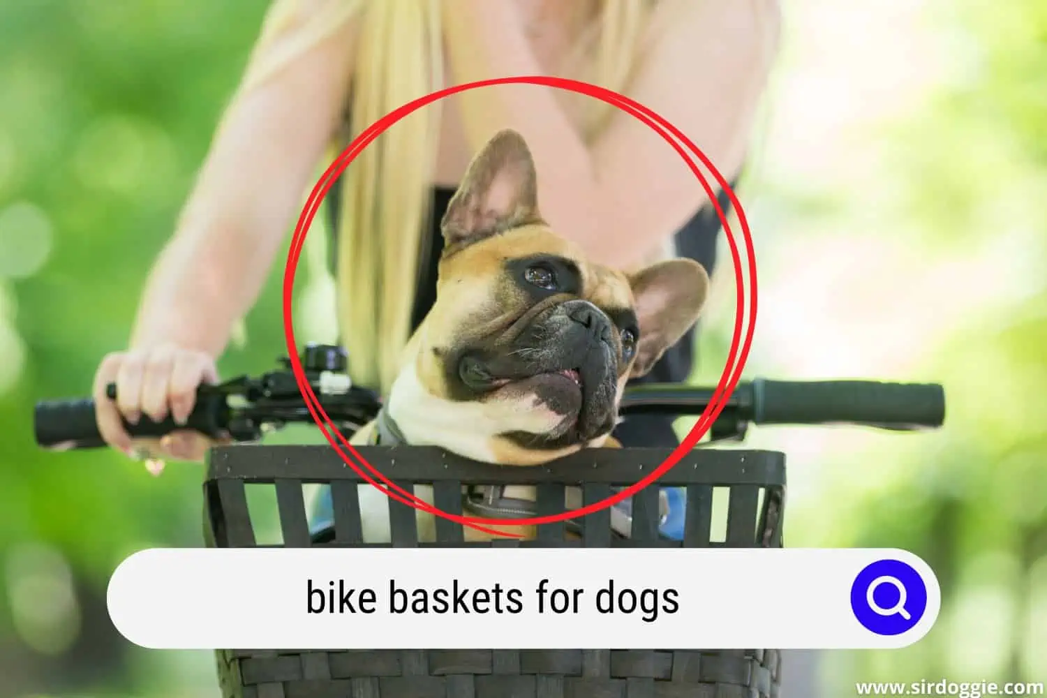 woman riding a bike with dog in a basket