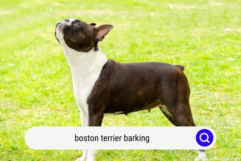 Boston Terrier Barking And What To Expect