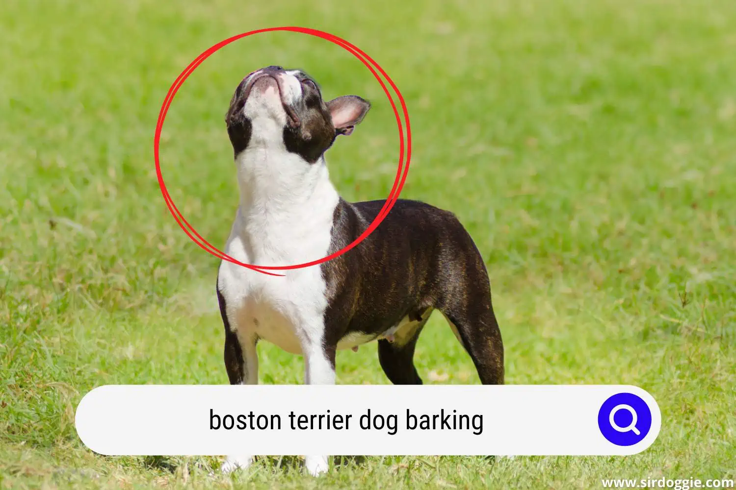 boston terrier dog barking