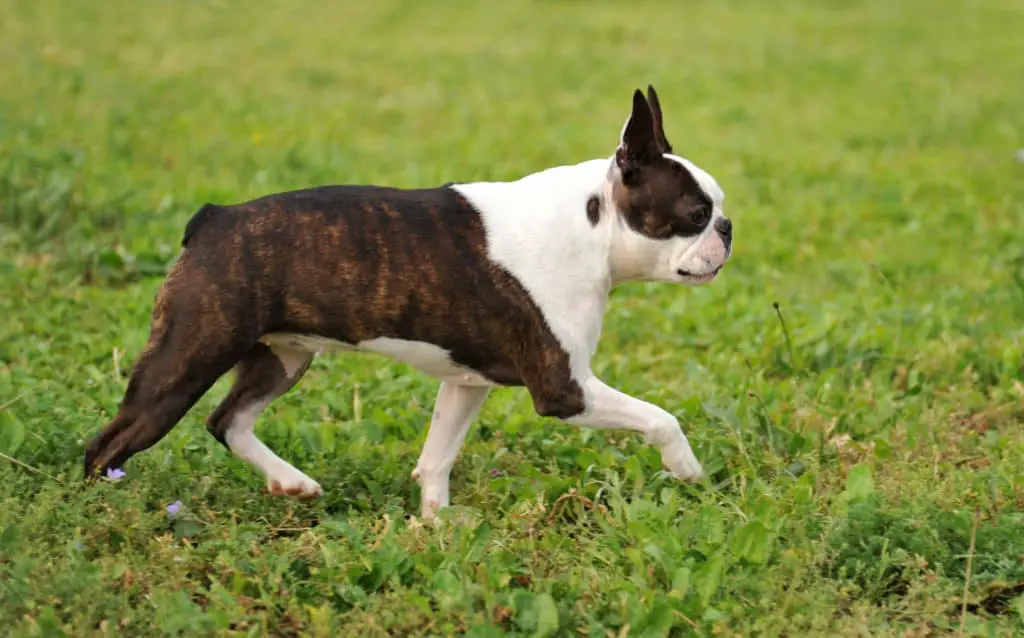 Running purebred boston terrier on a garden