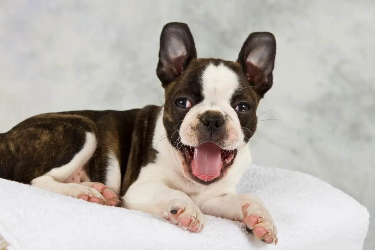 Boston Terrier Barking And What To Expect Sir Doggie