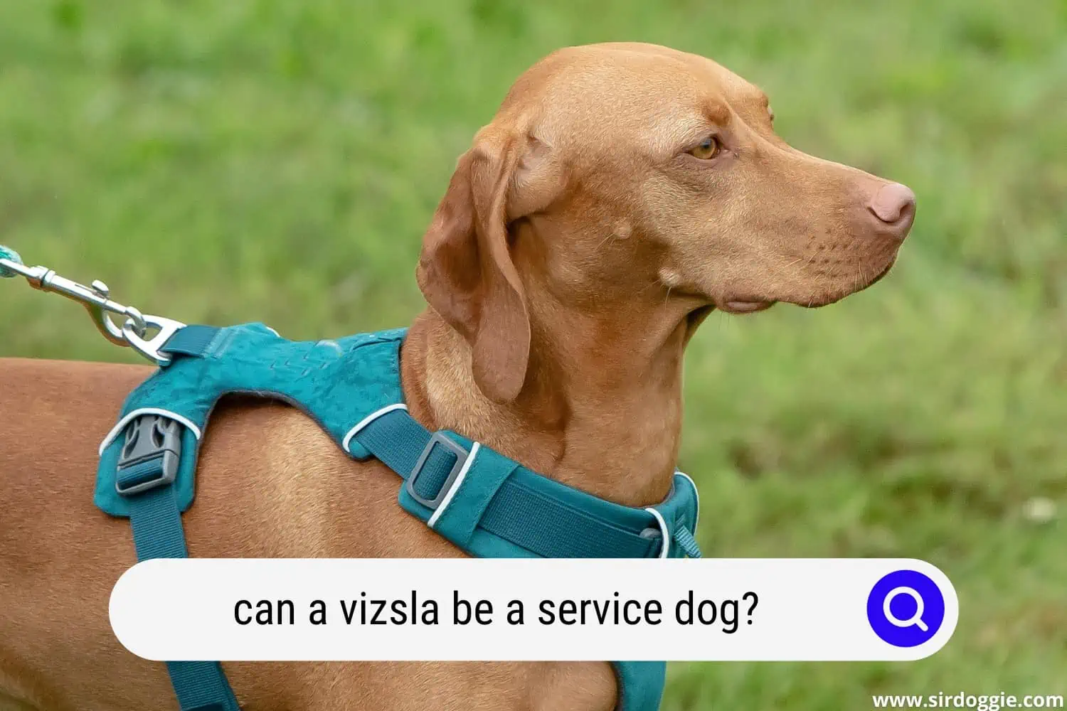 can a vizsla be a service dog