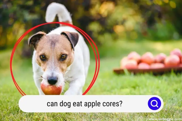Can Dogs Eat Apple Cores? Are They Safe?