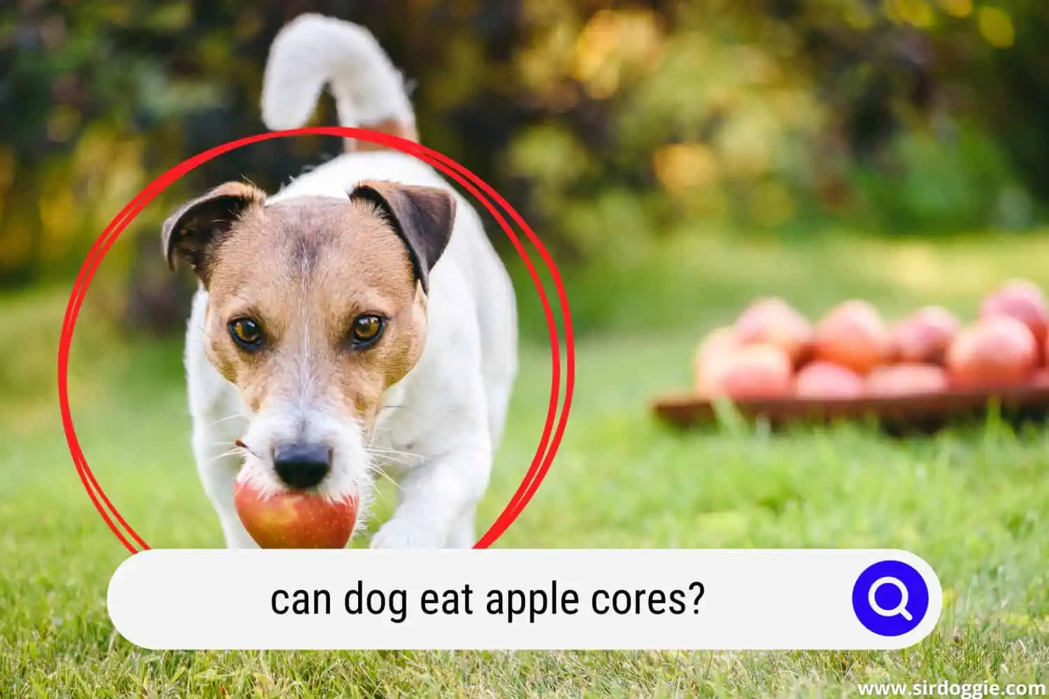 can dogs eat apple cores