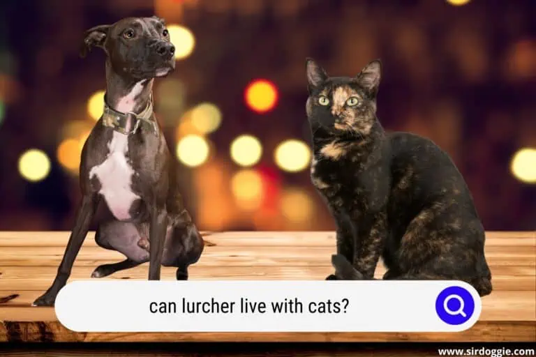 Can Lurcher Live With Cats? [ANSWERED]