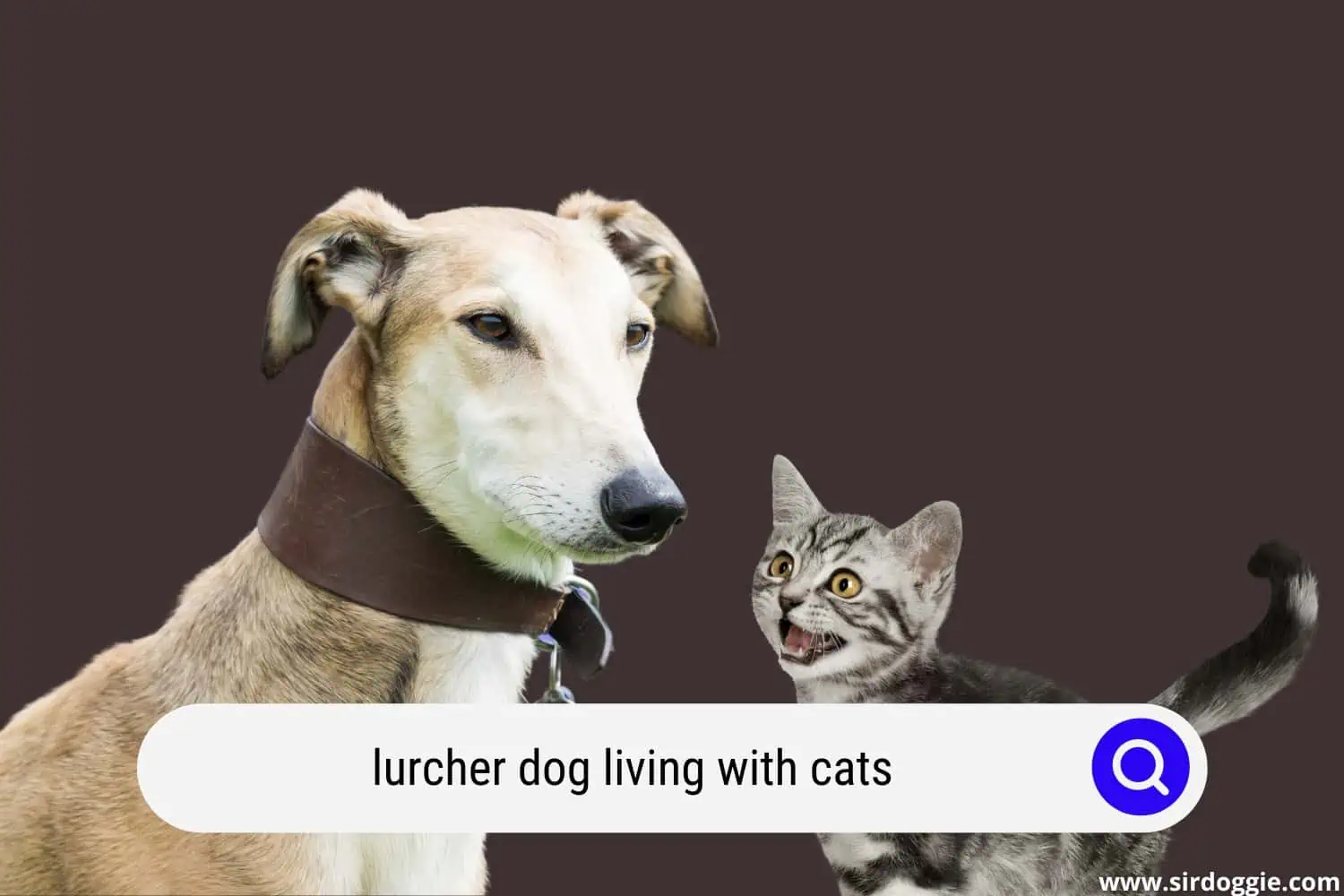 lurcher dog and cat