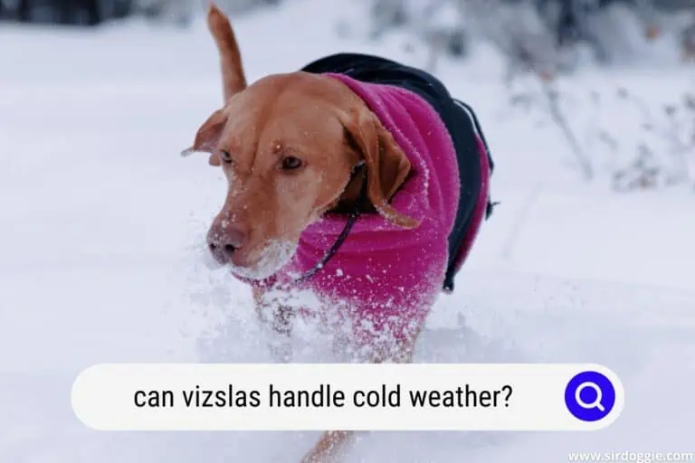 Can Vizslas Handle Cold Weather?