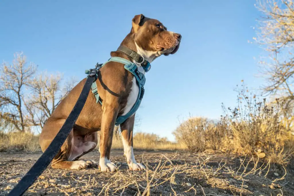 Young pit bull terrier dog in no pull chew proof harness sitting during outdoor walk